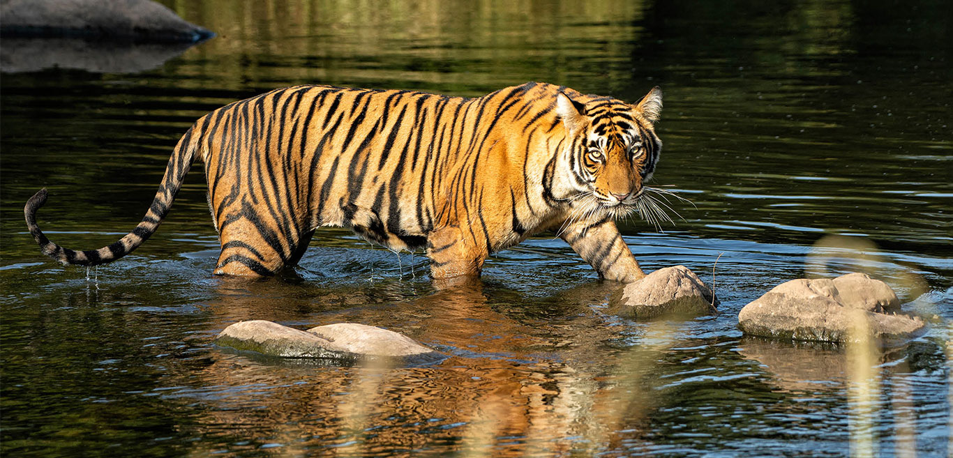 4-fantastic-wildlife-vacation-spots-in-india