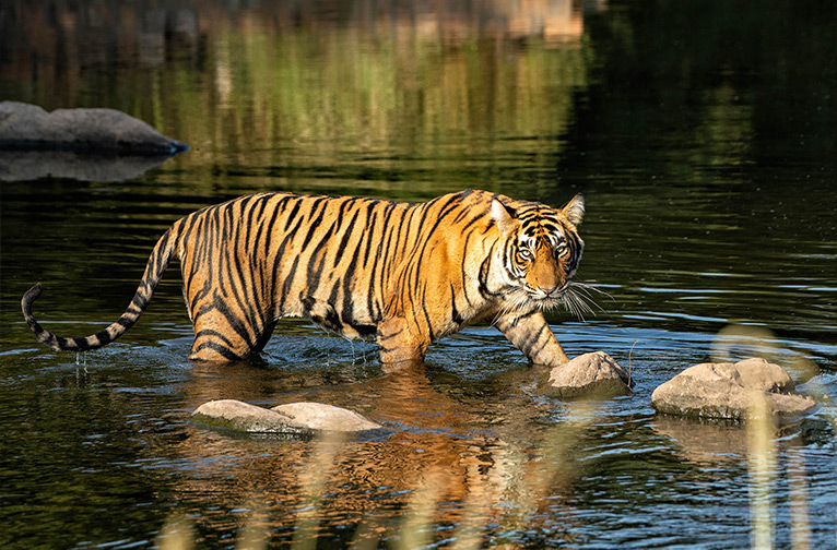 4-fantastic-wildlife-vacation-spots-in-india