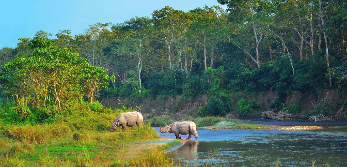 chitwan-national-park-a-close-encounter-with-wild-nepal