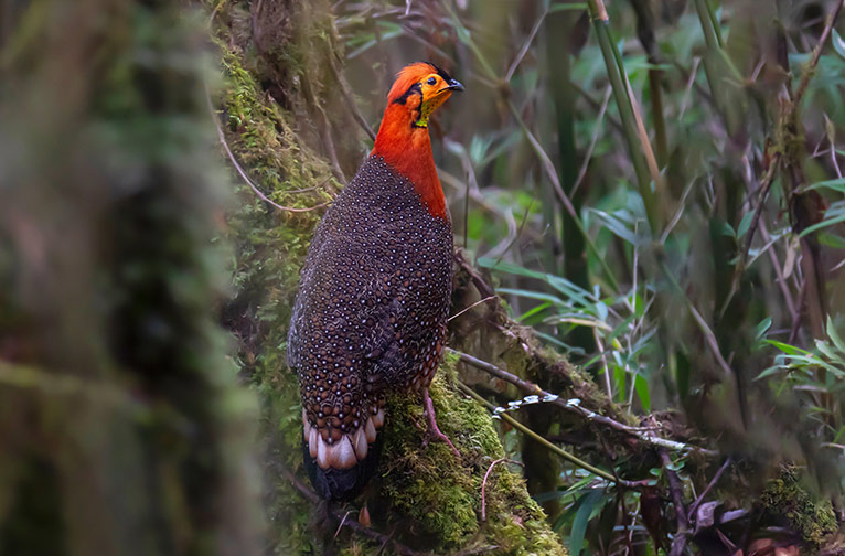 colours-of-the-wild-wonders-of-bhutan