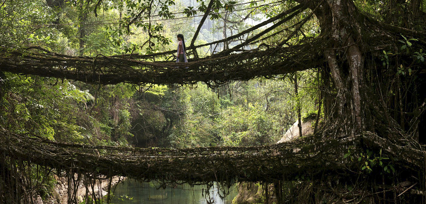 explore-the-living-root-bridges-of-meghalaya