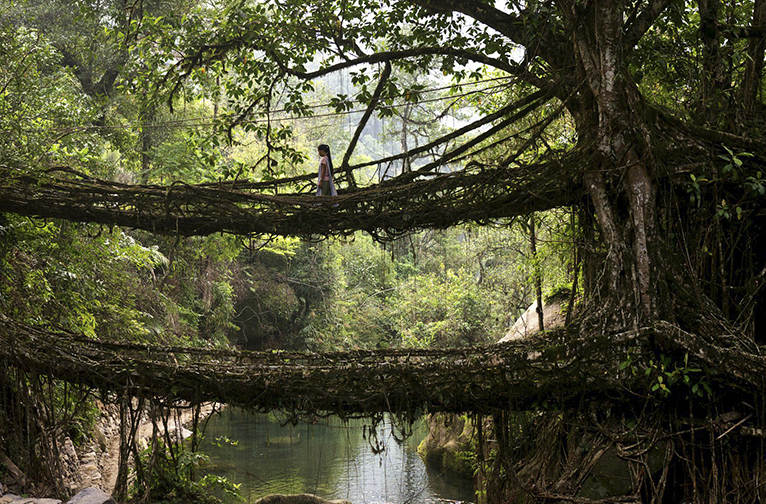 explore-the-living-root-bridges-of-meghalaya