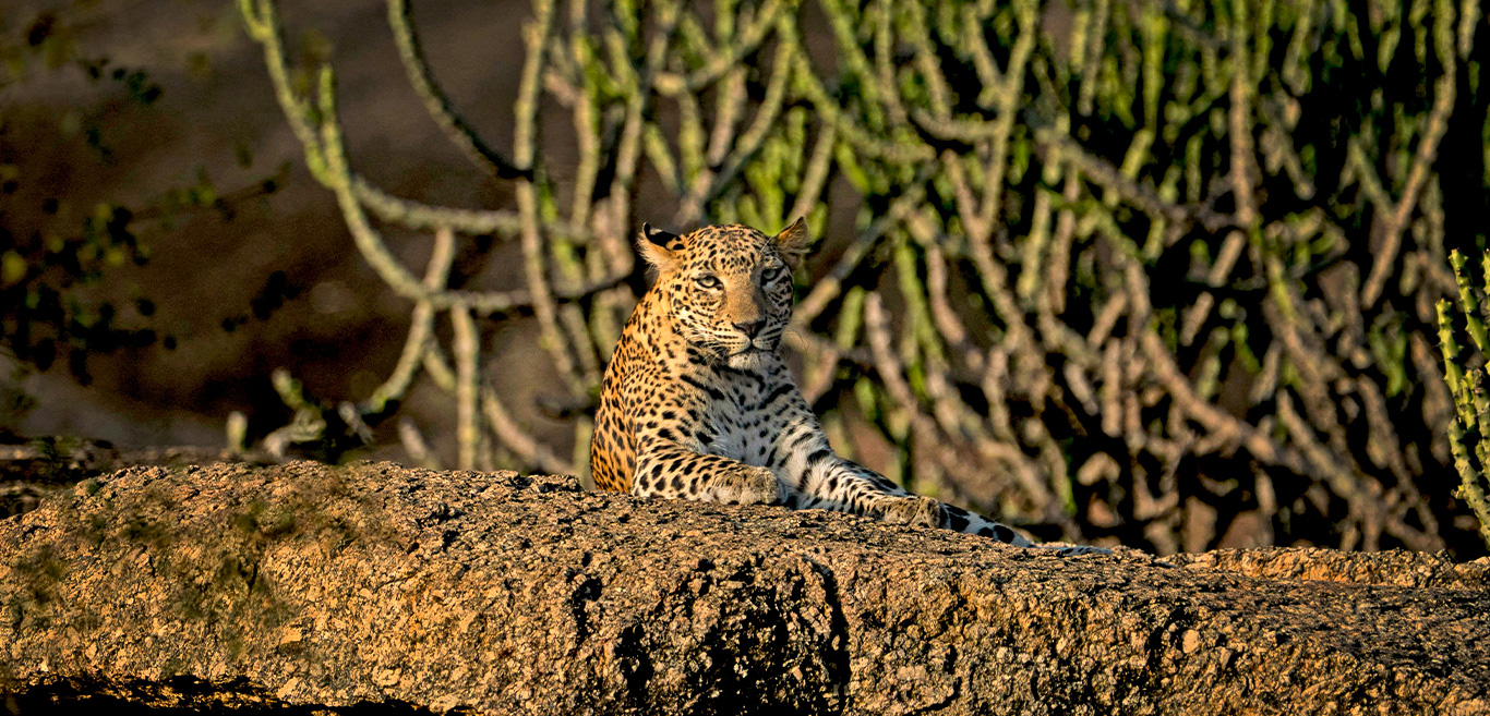 jawai-leopard-sanctuary-ecotourist-haven
