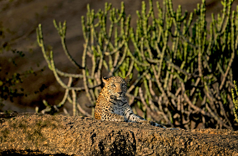 jawai-leopard-sanctuary-ecotourist-haven