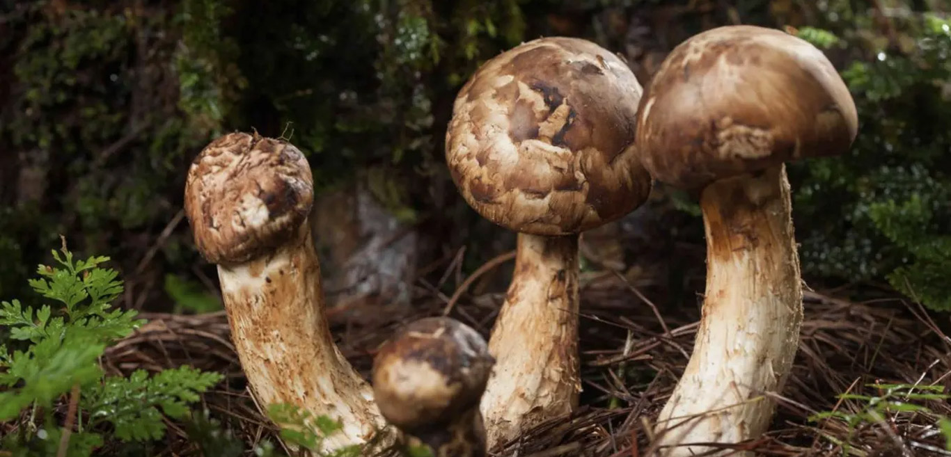 matsutake-mushroom-festival