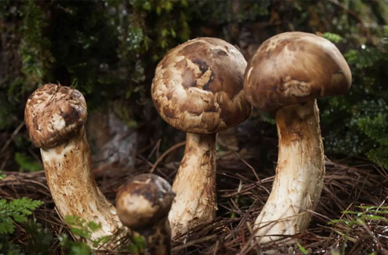 matsutake-mushroom-festival