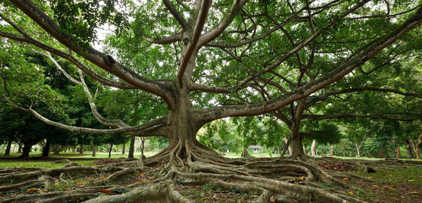 royal-botanical-gardens-of-peradeniya-near-kandy