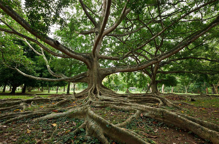 royal-botanical-gardens-of-peradeniya-near-kandy