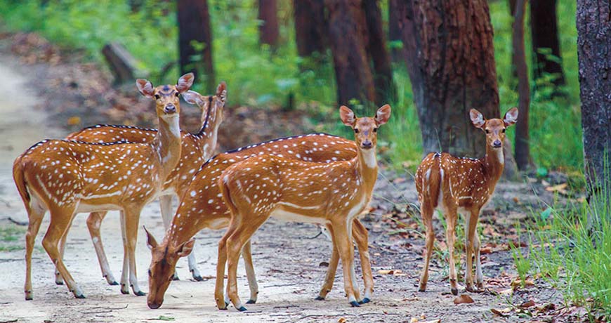 central-india