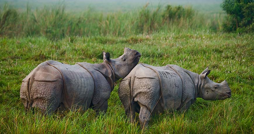 the-terai-jungle-region