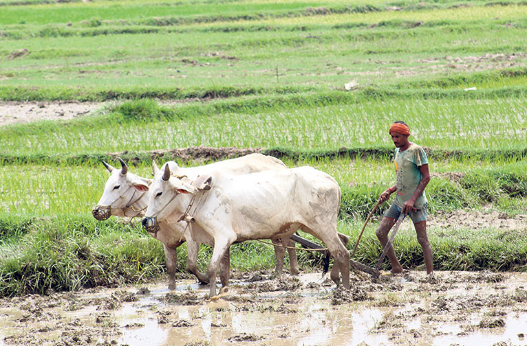 nepali farmers
